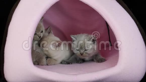 小猫睡在粉红色的宠物帐篷里视频的预览图