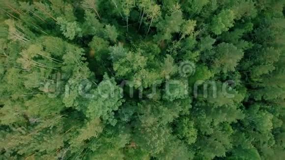 空中无人机飞过森林有人站起来视频的预览图