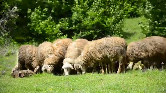 绵羊在茂盛的草地上放牧视频的预览图