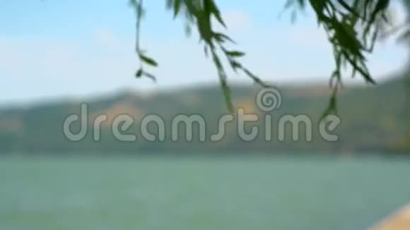夏日的多瑙河与柳树视频的预览图