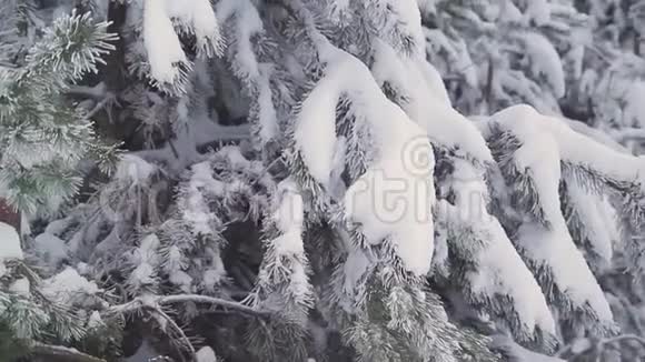 俄罗斯冬季松林视频的预览图