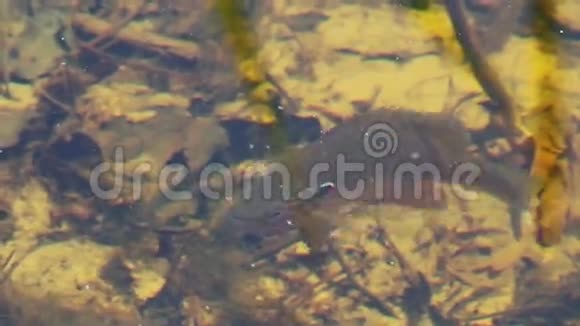 在河里的水下栖息视频的预览图