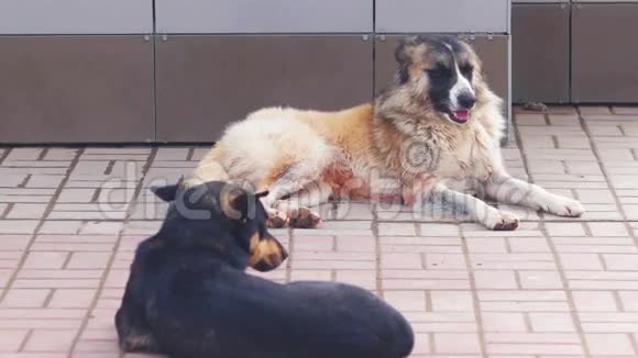 两只无家可归的狗在街道表面休息狗躺在人行道上的影子视频的预览图