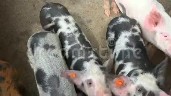 动物农场的小猪视频的预览图