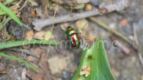 美洲菊甲虫视频的预览图