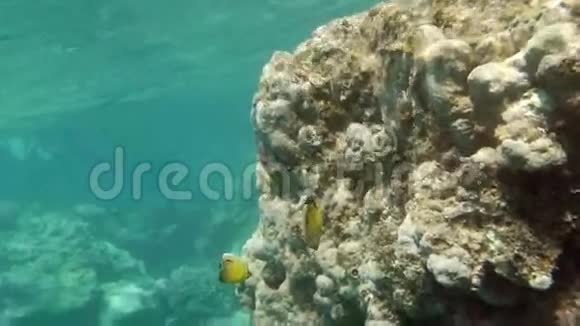 珊瑚礁及热带鱼类与太阳一同发光视频的预览图