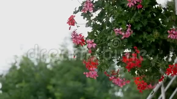 布鲁明海棠开花的红海棠特写镜头视频的预览图