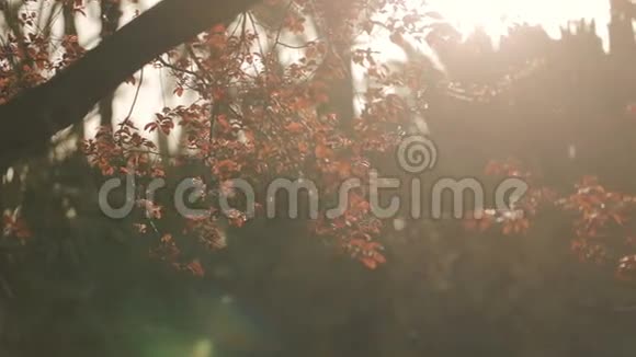 美丽的背景枝条五颜六色的红黄叶被阳光淹没视频的预览图