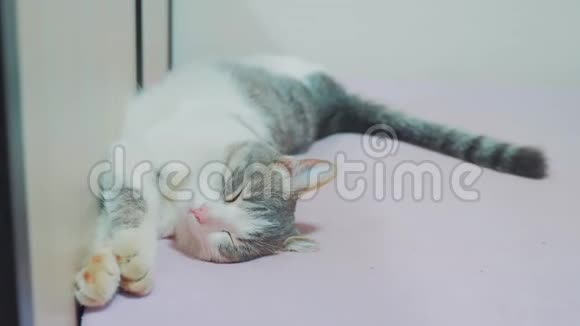 有趣的视频猫在睡觉猫睡在床上睡在背上撅起了脚生活方式灰白猫视频的预览图