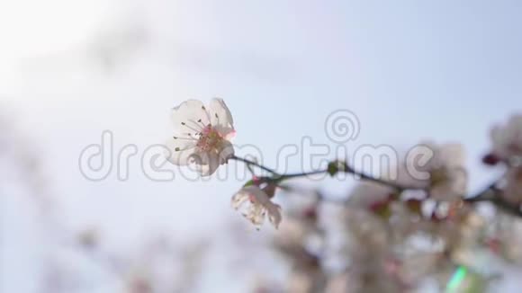 美丽的自然景象盛开的树和太阳耀斑果园里的春花鼓舞人心的春花和视频的预览图