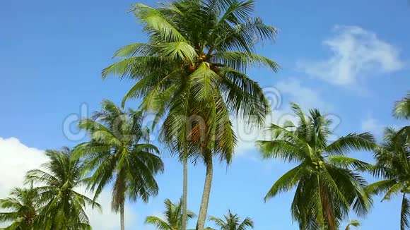 椰子树视频的预览图