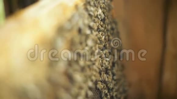 养蜂人检查蜜蜂如何准备蜂蜜在蜂窝木架上的工作给蜂窝打蜡视频的预览图