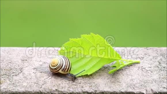 蜗牛在混凝土上快速爬行视频的预览图