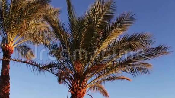 埃及蓝天上的棕榈树视频的预览图