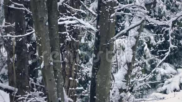 冬天的树木树干伴随着雪花飘落视频的预览图