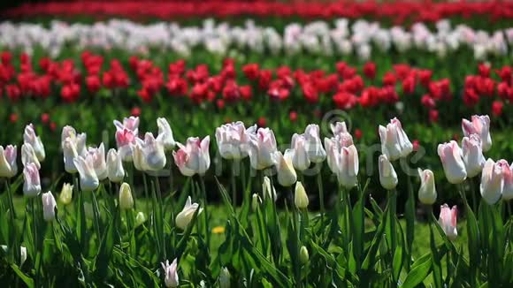 城市公园里许多鲜红色白色和粉红色郁金香花的花坛视频的预览图