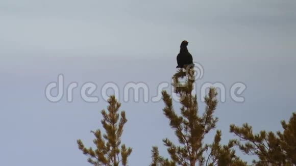 黑松鸡四叶虫坐在树顶上的剪影视频的预览图