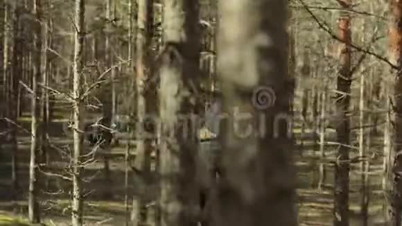 年轻的女性在森林中的树木中行走视频的预览图