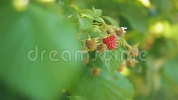 在阳光明媚的夏日成熟的覆盆子灌木夏天花园里的树莓灌木视频的预览图