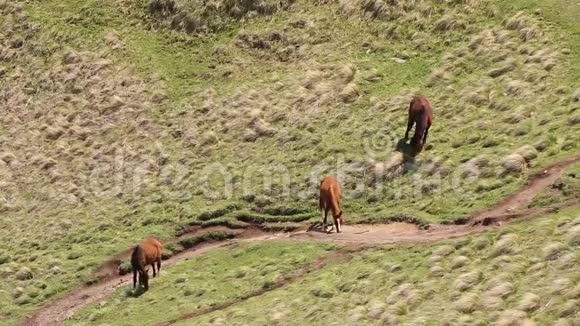 春天在佐治亚州山区的青山坡上放牧的马视频的预览图