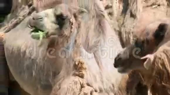 近距离拍摄一只骆驼在吃草视频的预览图