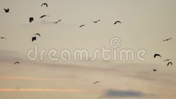 一群鸟在日落时在天空中飞翔一群鸟秋天的乌鸦在天空的阳光下视频的预览图