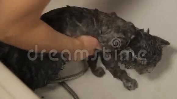 洗澡管里有可爱的猫低角度视频的预览图