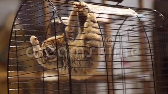 在宠物动物园的笼子里的拉穆尔大洛里视频的预览图