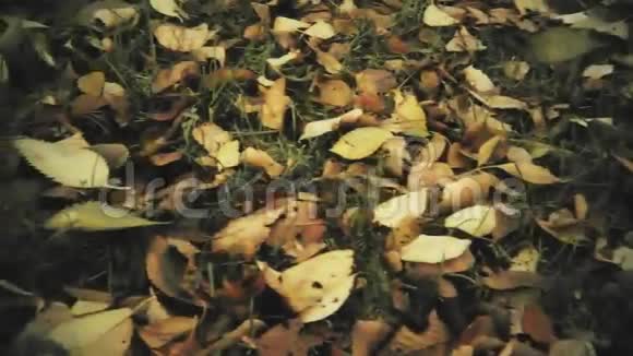 复古的色彩秋天的叶子慢动作视频的预览图