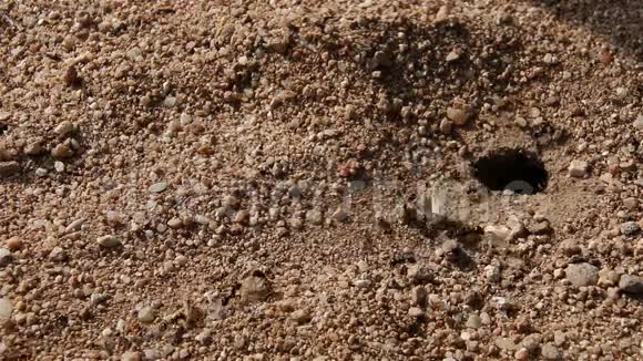 黑蚂蚁把大片干叶带到蚁巢视频的预览图