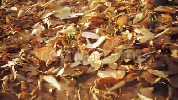 复古的色彩秋天的叶子慢动作视频的预览图