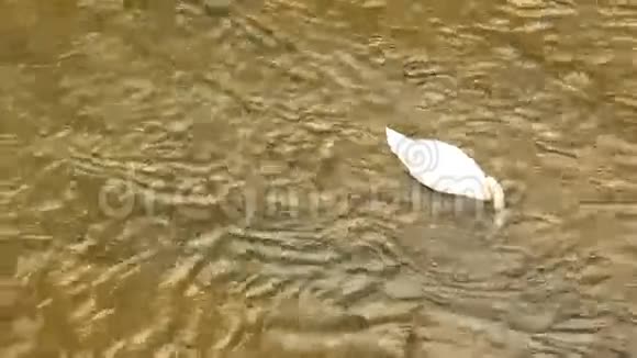 鸭子在水中特写视频的预览图