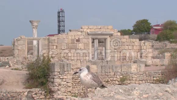 古建筑背景下的海鸥视频的预览图