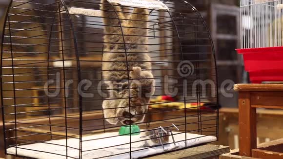 在宠物动物园的笼子里的拉穆尔大洛里视频的预览图