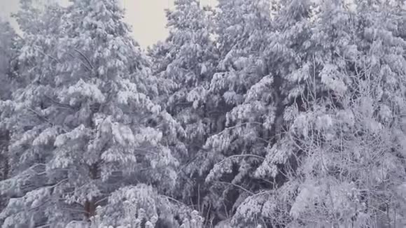 俄罗斯冬季松林视频的预览图
