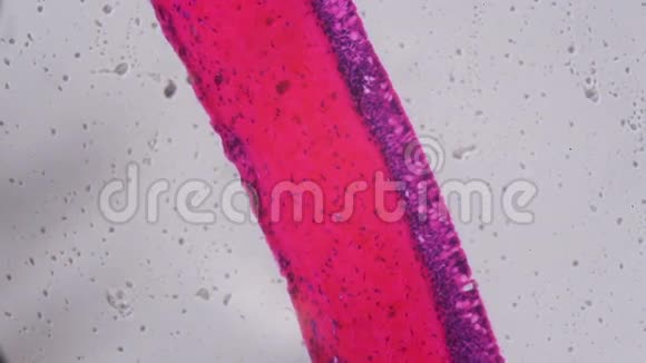 显微镜下冠状鳃纤毛上皮艾斯特拉视频的预览图