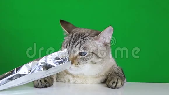 坐在餐桌前的滑稽猫和包装箔视频的预览图