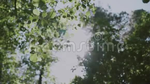 自然背景美丽的太阳透过吹拂在风树上的绿叶缓慢的运动视频的预览图