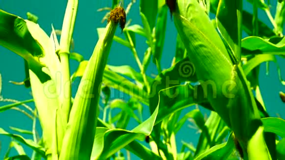 两根刺在茎上八月的玉米田倾斜视频的预览图