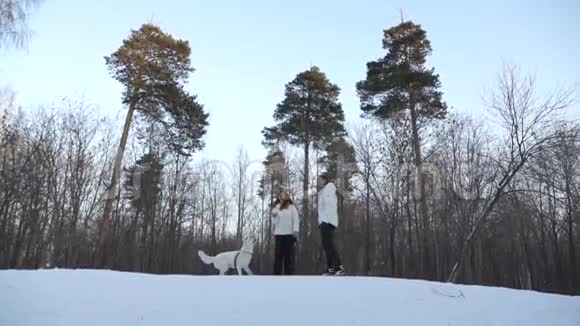 冬天森林里有一对狗视频的预览图