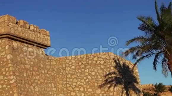 埃及蓝天上的棕榈树视频的预览图