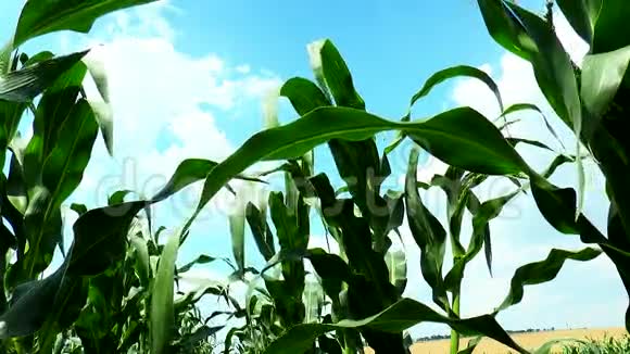 天空中的玉米叶和云彩视频的预览图