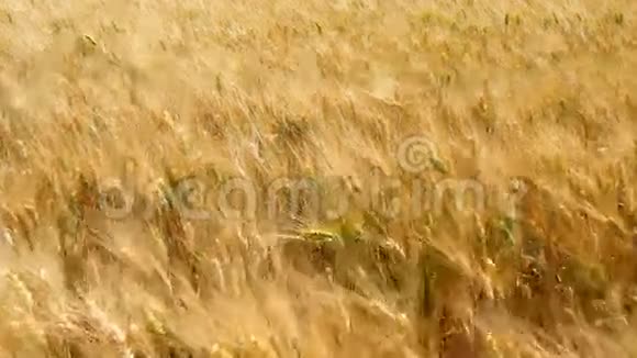 收获成熟小麦准备采摘4K视频的预览图