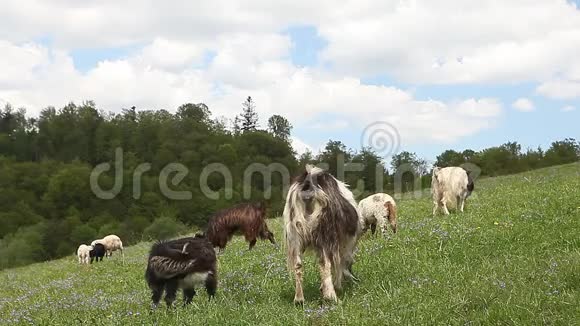 在青山草地上觅食的山羊群视频的预览图