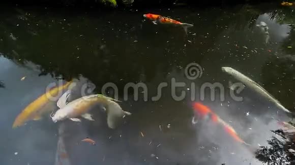 日本花园池塘游泳彩锦鲤高清1080p电影视频的预览图