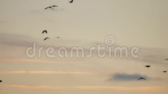 一群鸟在日落时在天空中飞翔一群秋鸟在天空的阳光下飞翔视频的预览图