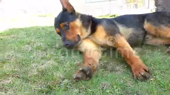 大公狗躺在草地上视频的预览图