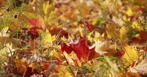 枫树秋天的枫树枫叶黄红色的秋树令人惊叹的秋天视频的预览图