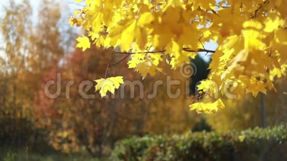 枫树秋天的枫树枫叶黄红色的秋树令人惊叹的秋天视频的预览图