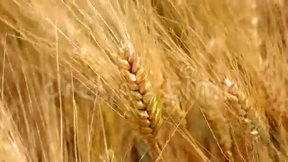 收获成熟小麦准备采摘4K视频的预览图